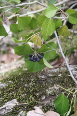 Hedera caucasigena