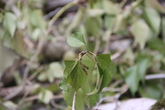 Hedera caucasigena