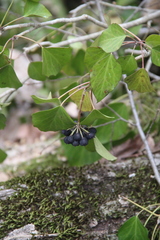 Hedera caucasigena