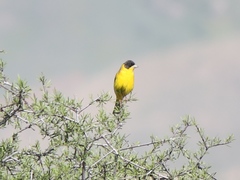 Emberiza melanocephala