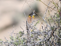 Emberiza melanocephala