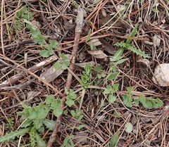 Pimpinella villosa