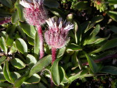 Erigeron uniflorus
