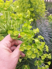 Euphorbia characias