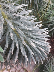 Euphorbia characias