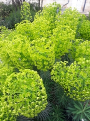 Euphorbia characias