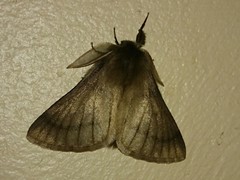 Phyllalia thunbergii