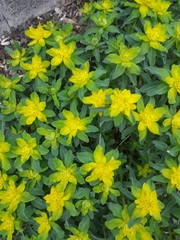 Euphorbia epithymoides