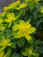 Euphorbia epithymoides