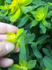 Euphorbia epithymoides