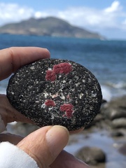 Homotrema rubrum
