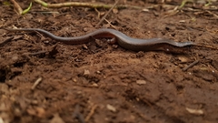 Scincella cherriei stuarti