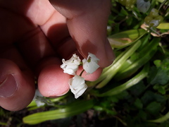 Allium paradoxum