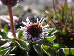 Erigeron uniflorus