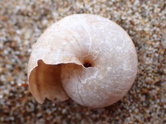 Helminthoglypta walkeriana