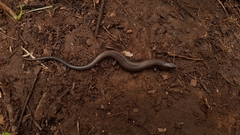 Scincella cherriei stuarti