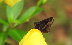Talides sergestus