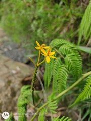 Epidendrum aura-usecheae