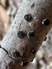 Diatrype disciformis