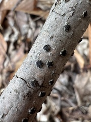 Diatrype disciformis