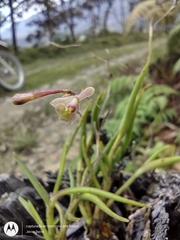 Epidendrum schlimii