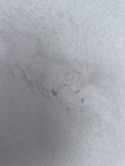 Canachites canadensis