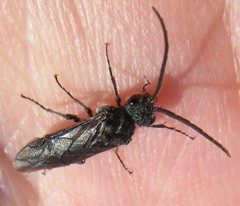 Dolerus unicolor