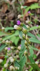 Lepidaploa salzmannii