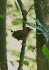 Ianthocincla cineracea