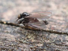 Iteaphila