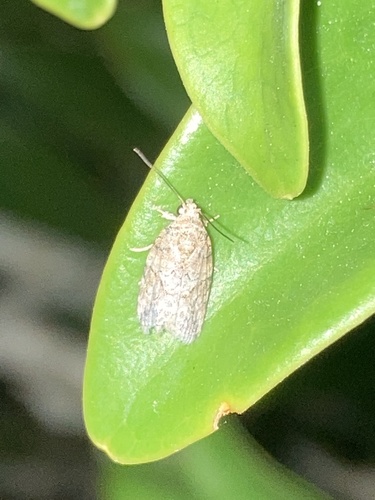 Black-olive Caterpillar Moth photo 3
