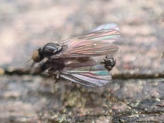 Iteaphila