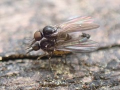 Iteaphila