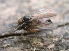 Iteaphila