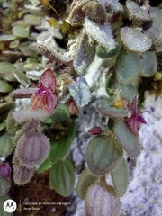Andinia lueri