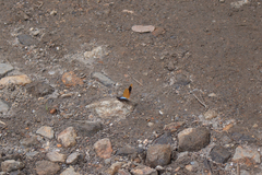 Lymanopoda caeruleata