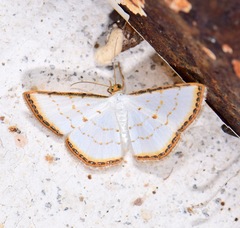 Leuciris fimbriaria