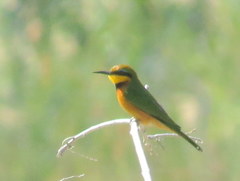 Merops pusillus argutus