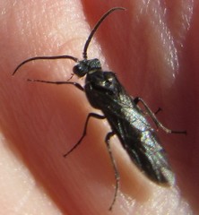 Dolerus unicolor