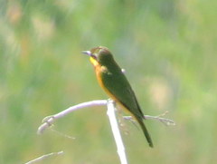 Merops pusillus argutus