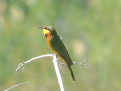 Merops pusillus argutus