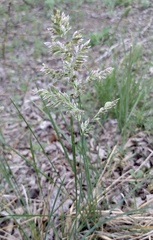 Poa arachnifera