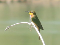 Merops pusillus argutus
