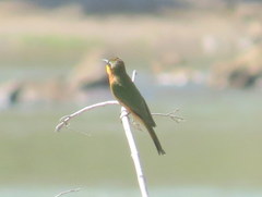 Merops pusillus argutus