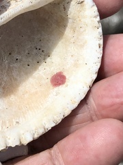 Homotrema rubrum