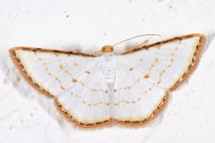 Leuciris fimbriaria