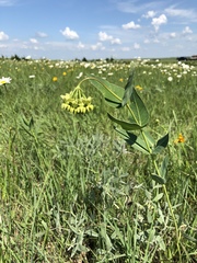 Asclepias meadii