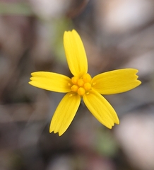 Jacobaea minuta