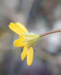 Jacobaea minuta