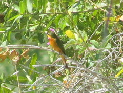 Merops pusillus argutus